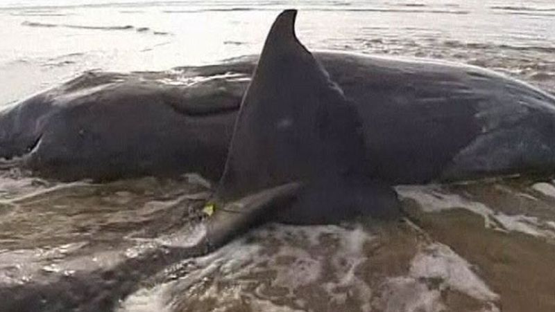 En Australia, se han encontrado 20 cachalotes varados en una playa 