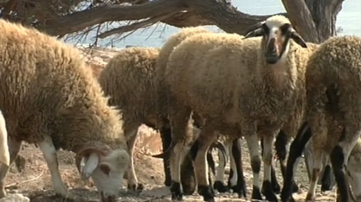 Noticias de Melilla - Noticias de Melilla - 11/11/11