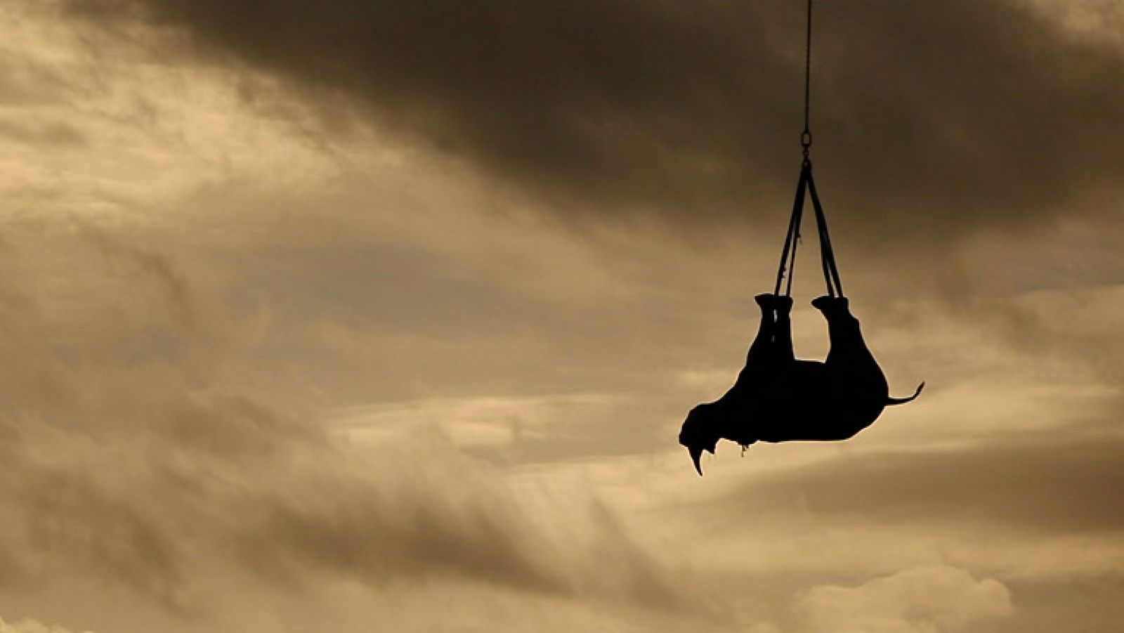 Ciencia y tecnología en Rtve.es: Rinocerontes negros voladores en Sudáfrica | RTVE Play