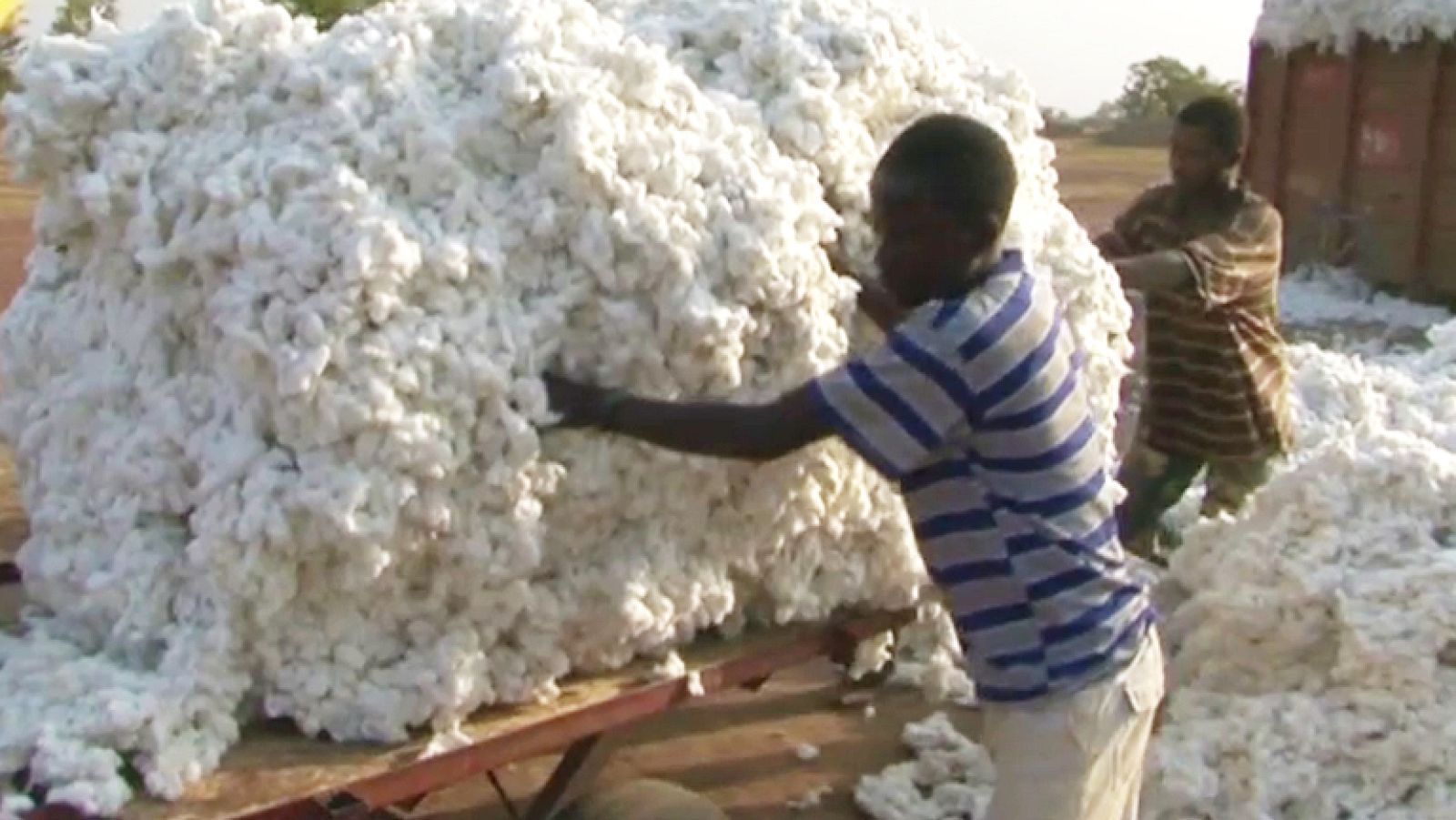 La Noche Temática - "Algodón: la cara oculta del oro blanco" - Avance - La noche temática | Ver