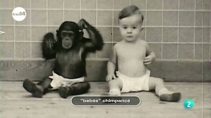 "Bebés" chimpancé