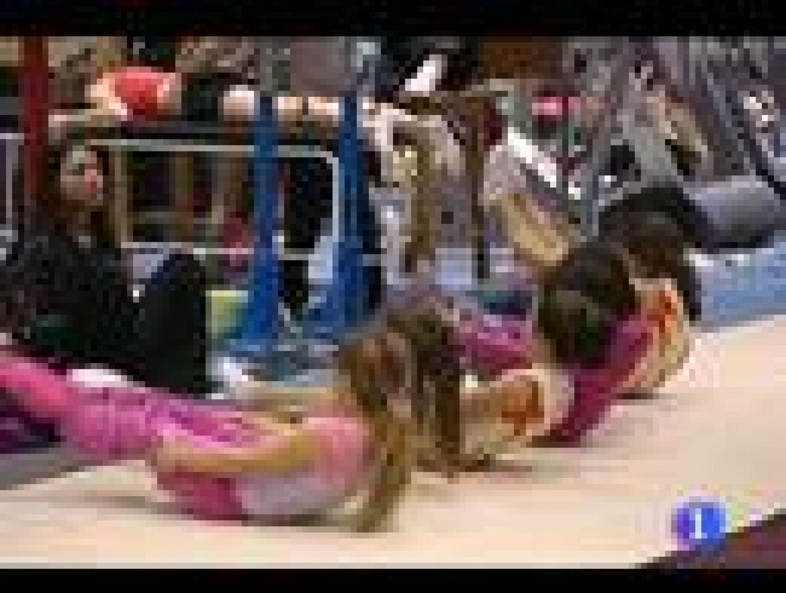 La gimnasia trampolín sueña con Londres 2012 | Ver