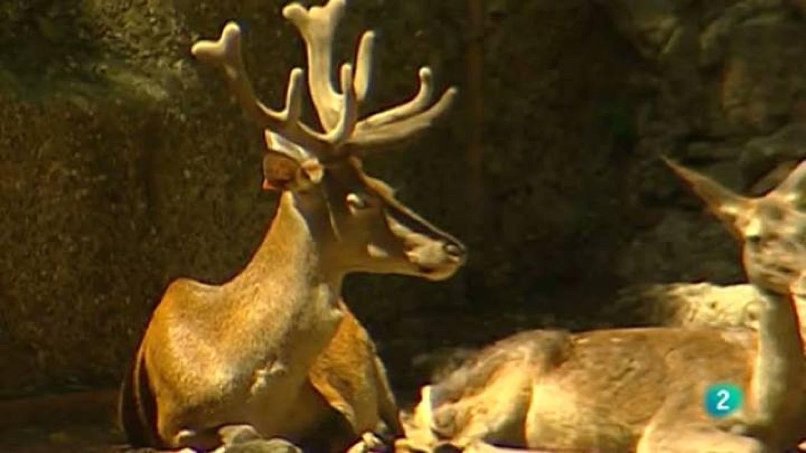 Para todos La 2 - La inteligencia de los animales