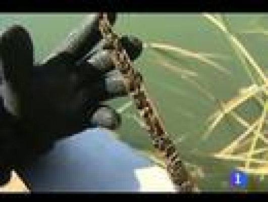 Telediario 1 - El mejillón cebra