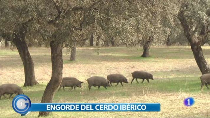 +Gente - La montanera, cebar el cerdo