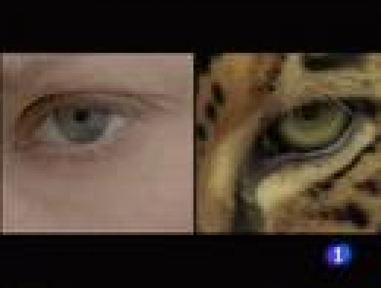 La organización ecologista internacional  "WWF" cumple 50 años