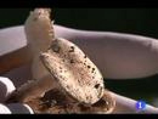 Telediario 1 - Intoxicación por una seta tóxica