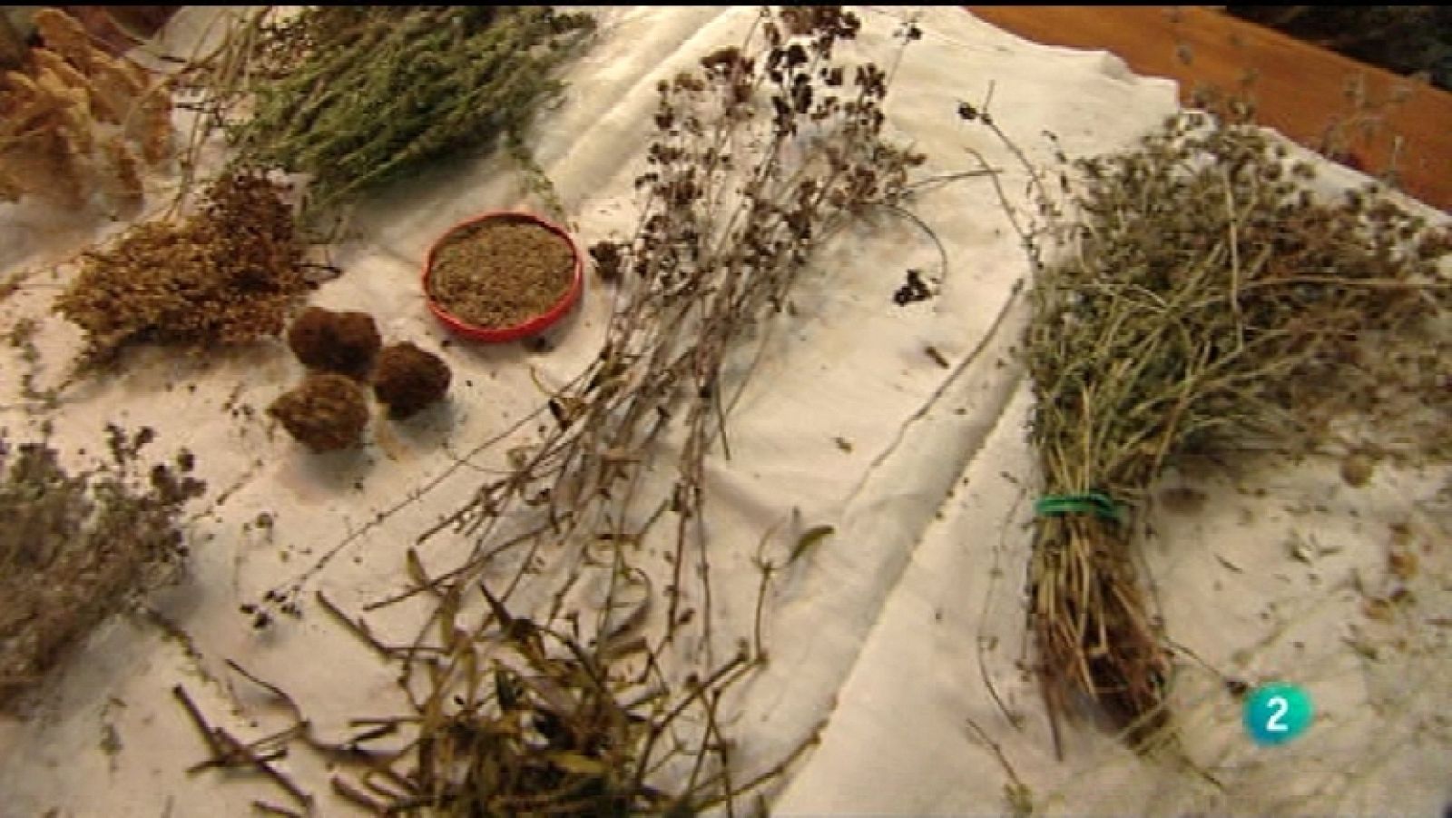 El escarabajo verde - Memoria de Trementina - Ver ahora