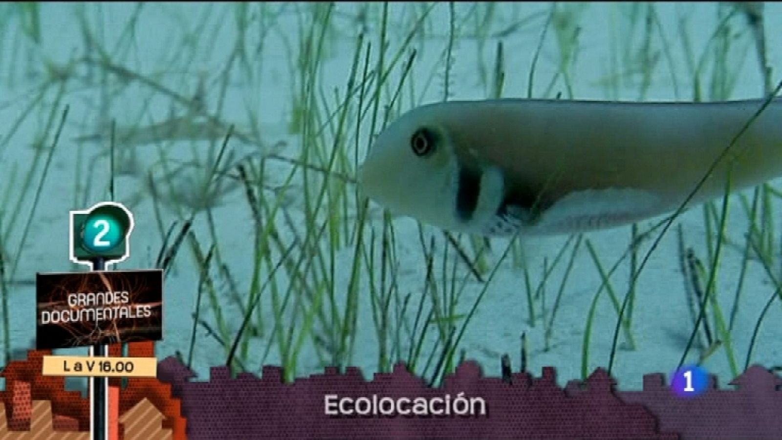 Lo que hay que ver - 26/11/11 - Ver ahora