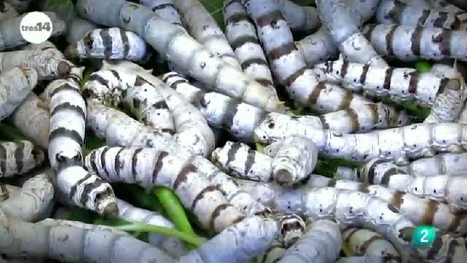 tres14 - Curiosidades científicas - Los gusanos de seda hipnotizan