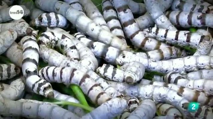 tres14 - Los gusanos de seda hipnotizan