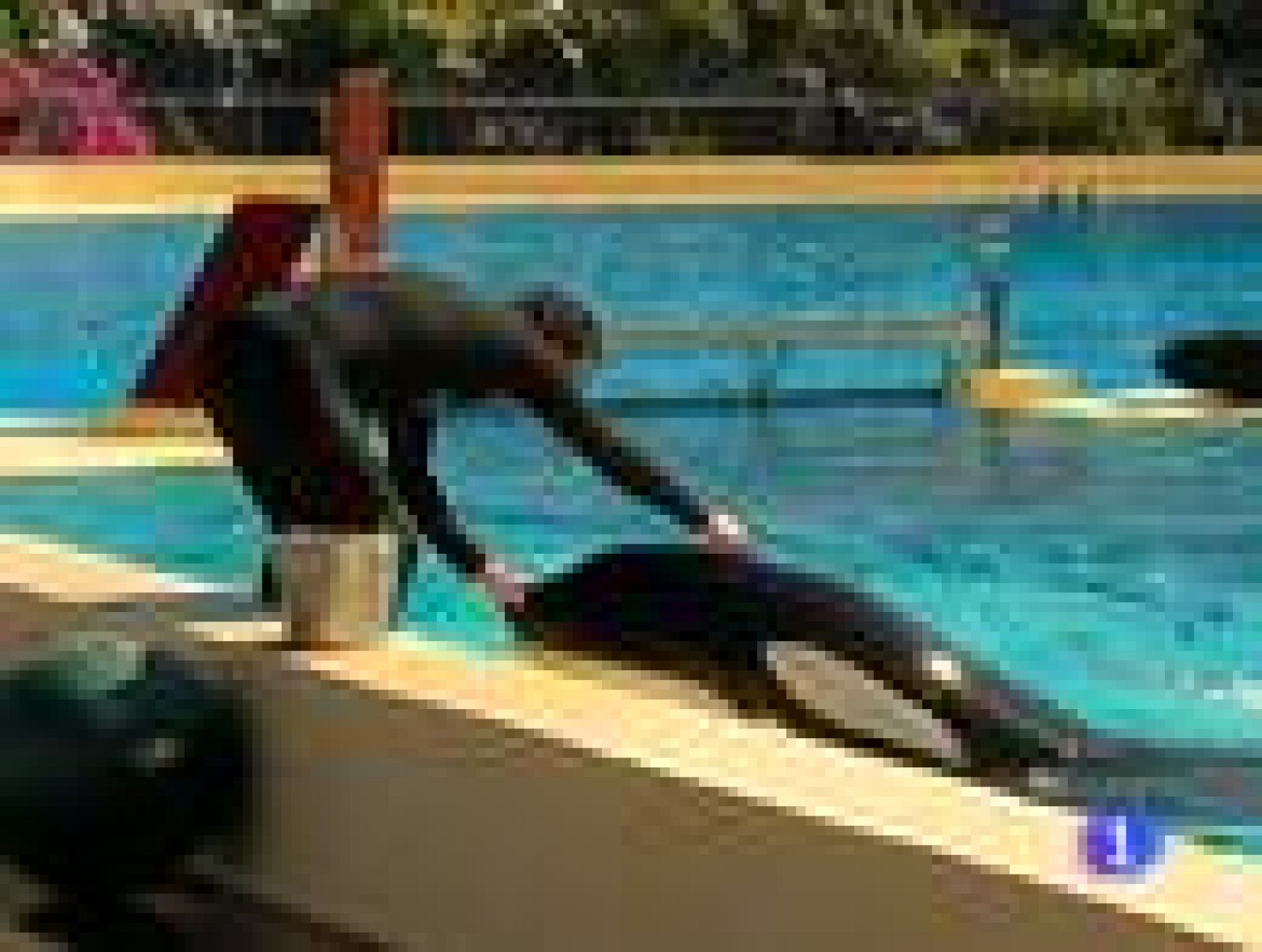 Telediario 1: Una orca encontrada herida hace un año en Holanda, trasladada al Loro Parque de Tenerife | RTVE Play