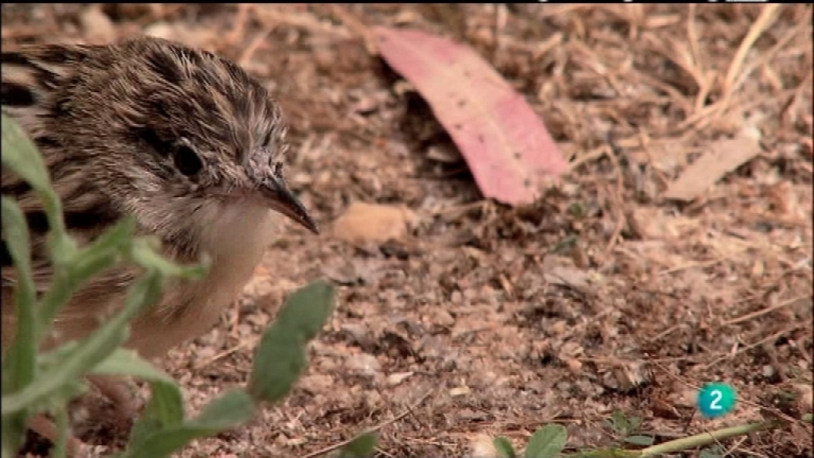 Biodiario - 01/12/11 - Ver ahora