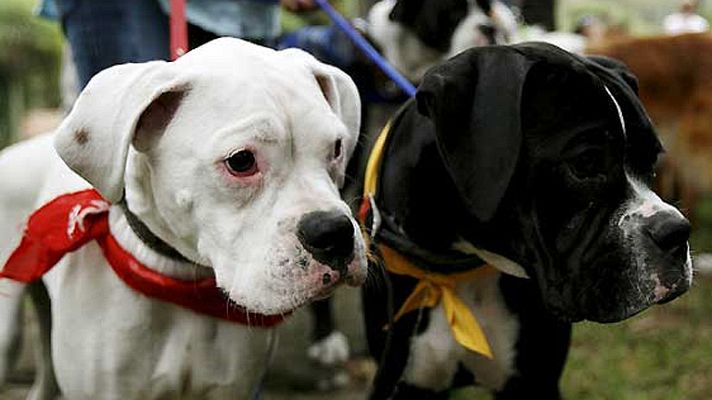 On Off - On Off: Perro guía a perro