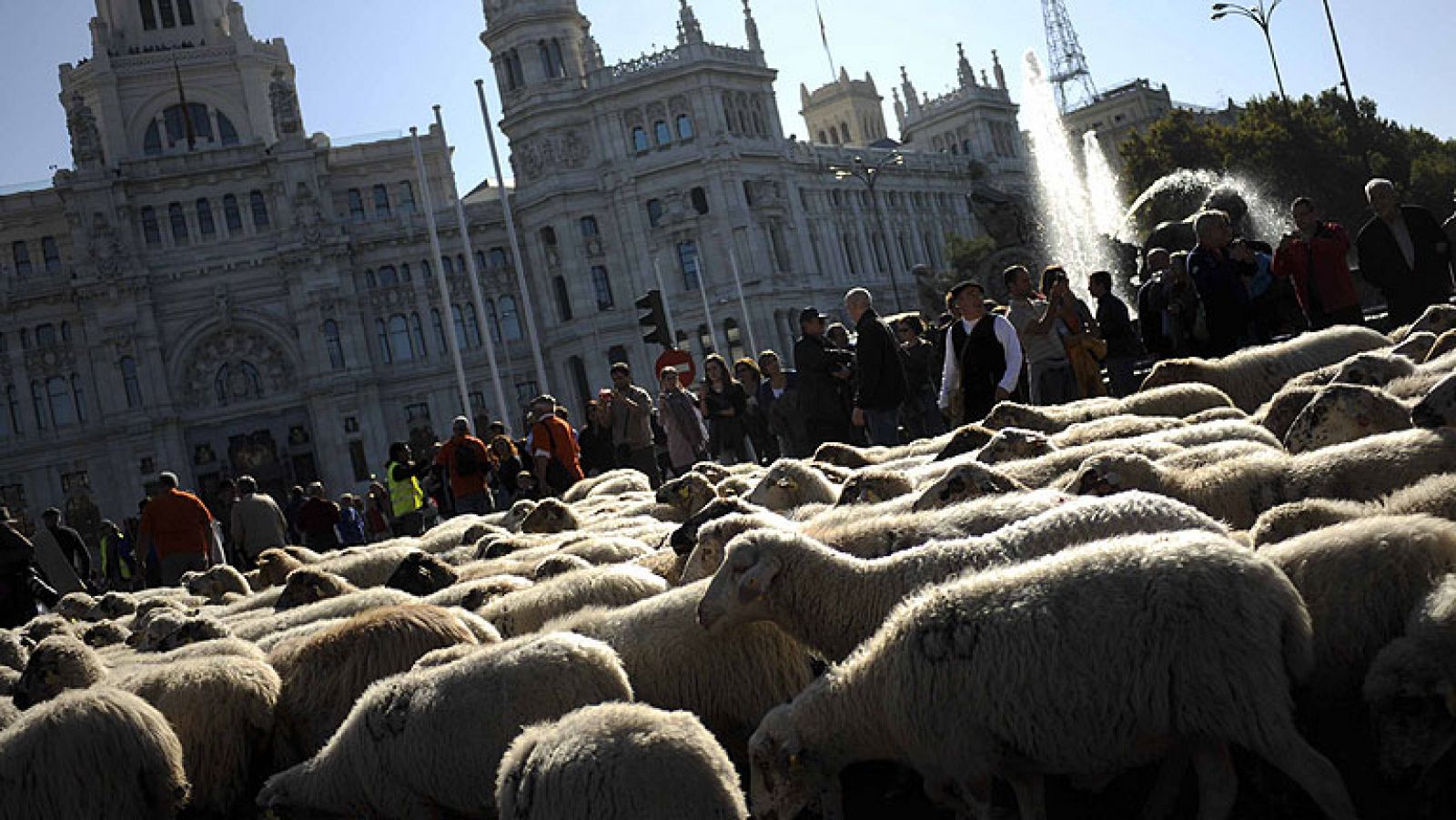 On Off: Las ovejas buscan sitio en la capital