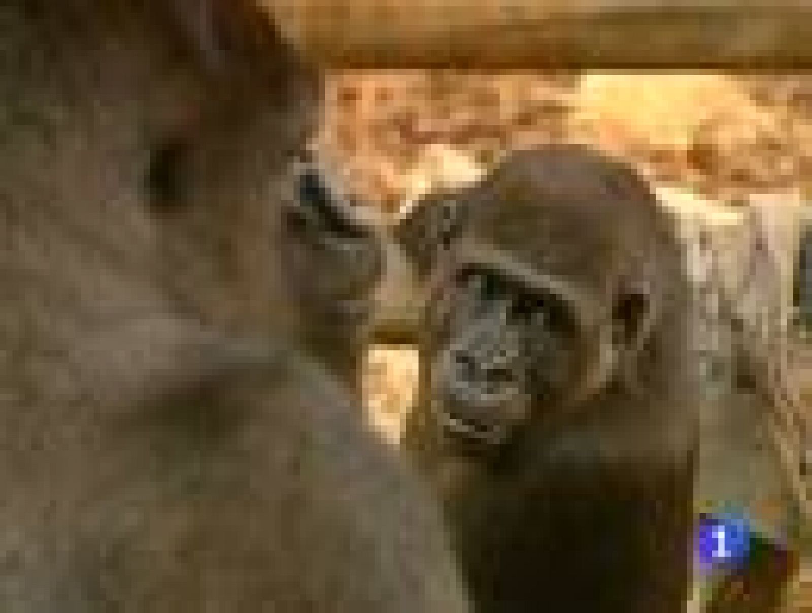 El Parque de la Naturaleza de Cabárceno recibe a una nueva inquilina