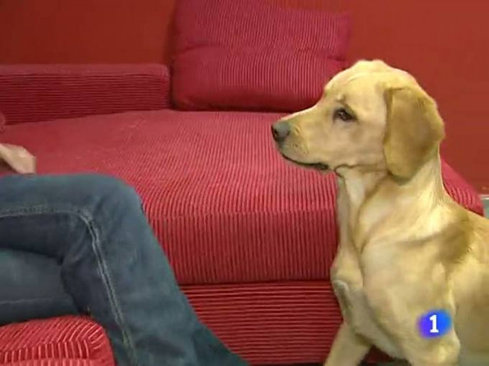  Llegan a España los primeros perros alerta