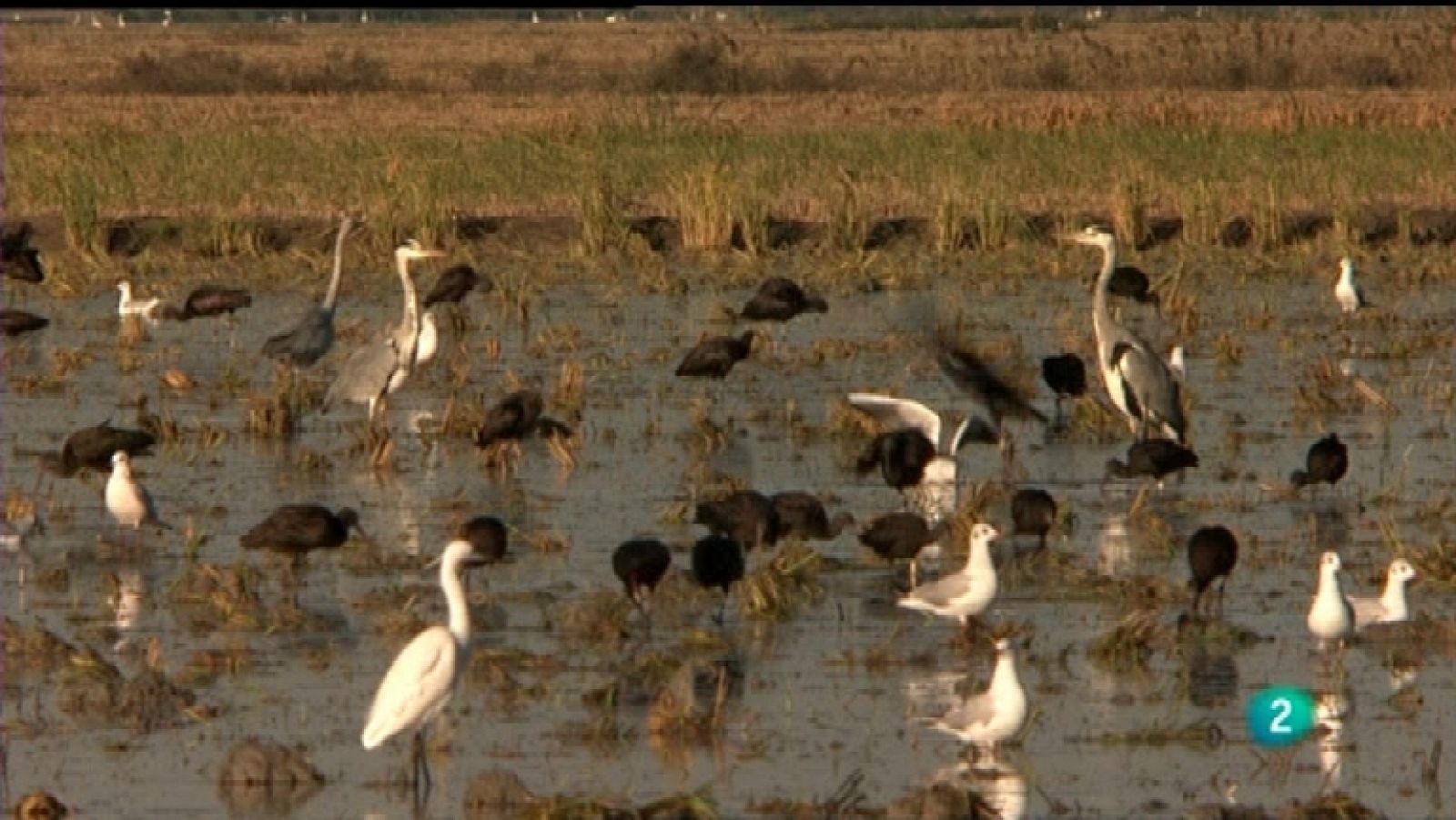 Jara y sedal - Los gansos de Isla Mayor - Ver ahora