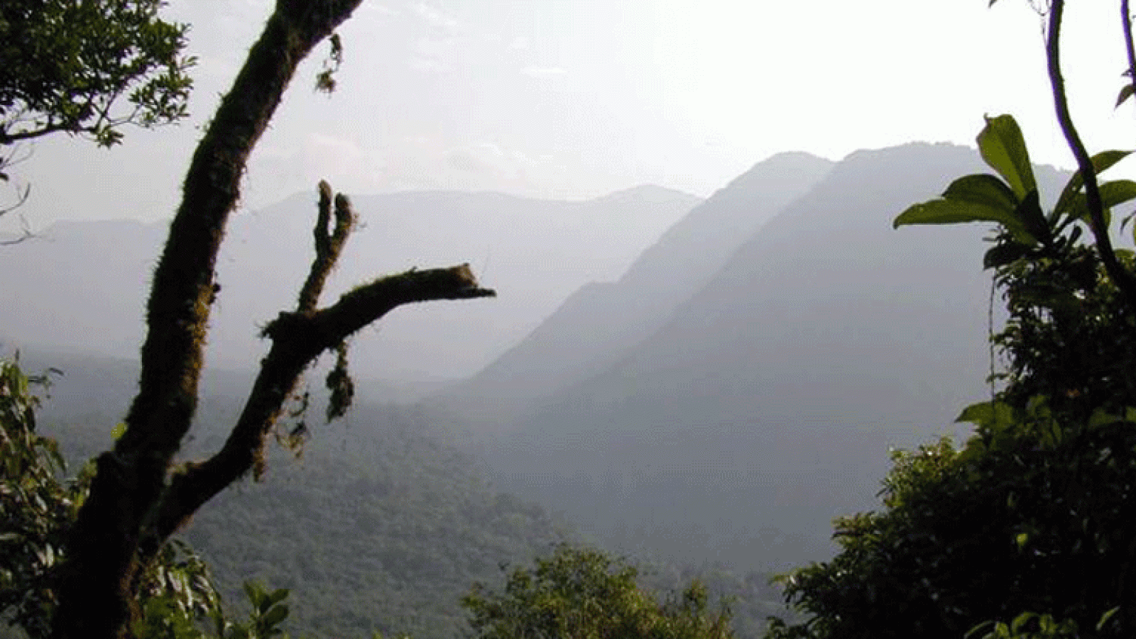 Este domingo 11 de diciembre se celebra el Día Internacional de las Montañas que este año hace espercial referencia a los bosques cuyo sostenimiento es imprescindible para mantener el ecosistema de las altas montañas.  