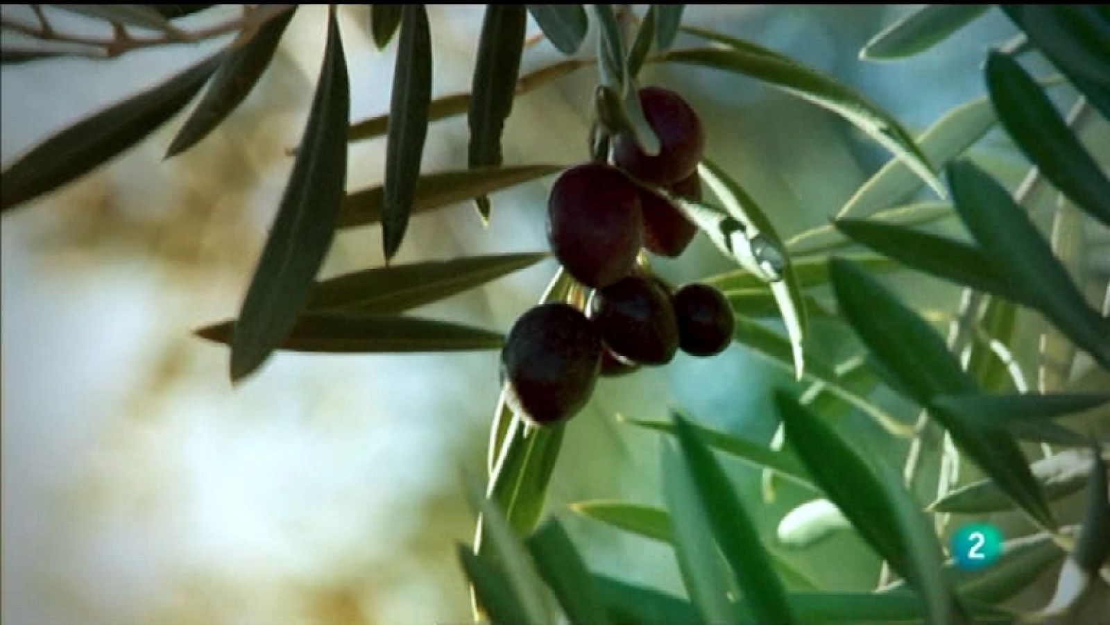 El exportador - Capítulo 11 - Ver ahora 