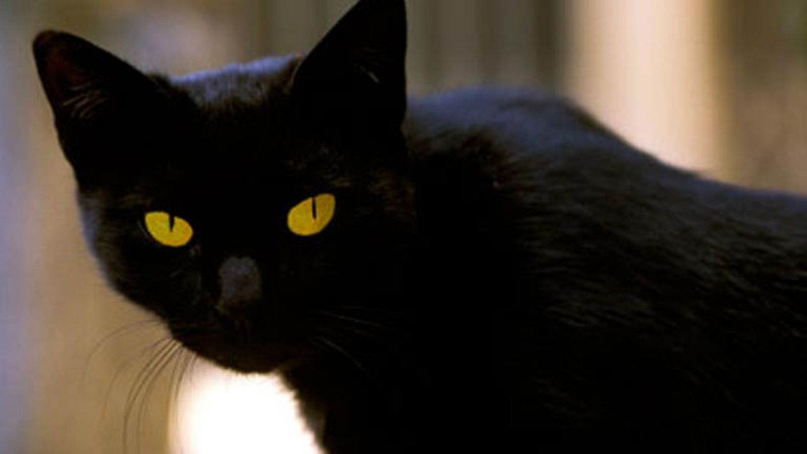 Una anciana italiana lega a un gato callejero 10 millones de euros.