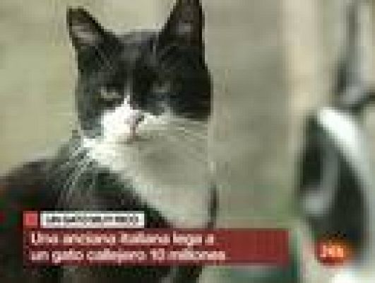 Informativo 24h - Tomasino, el gato millonario