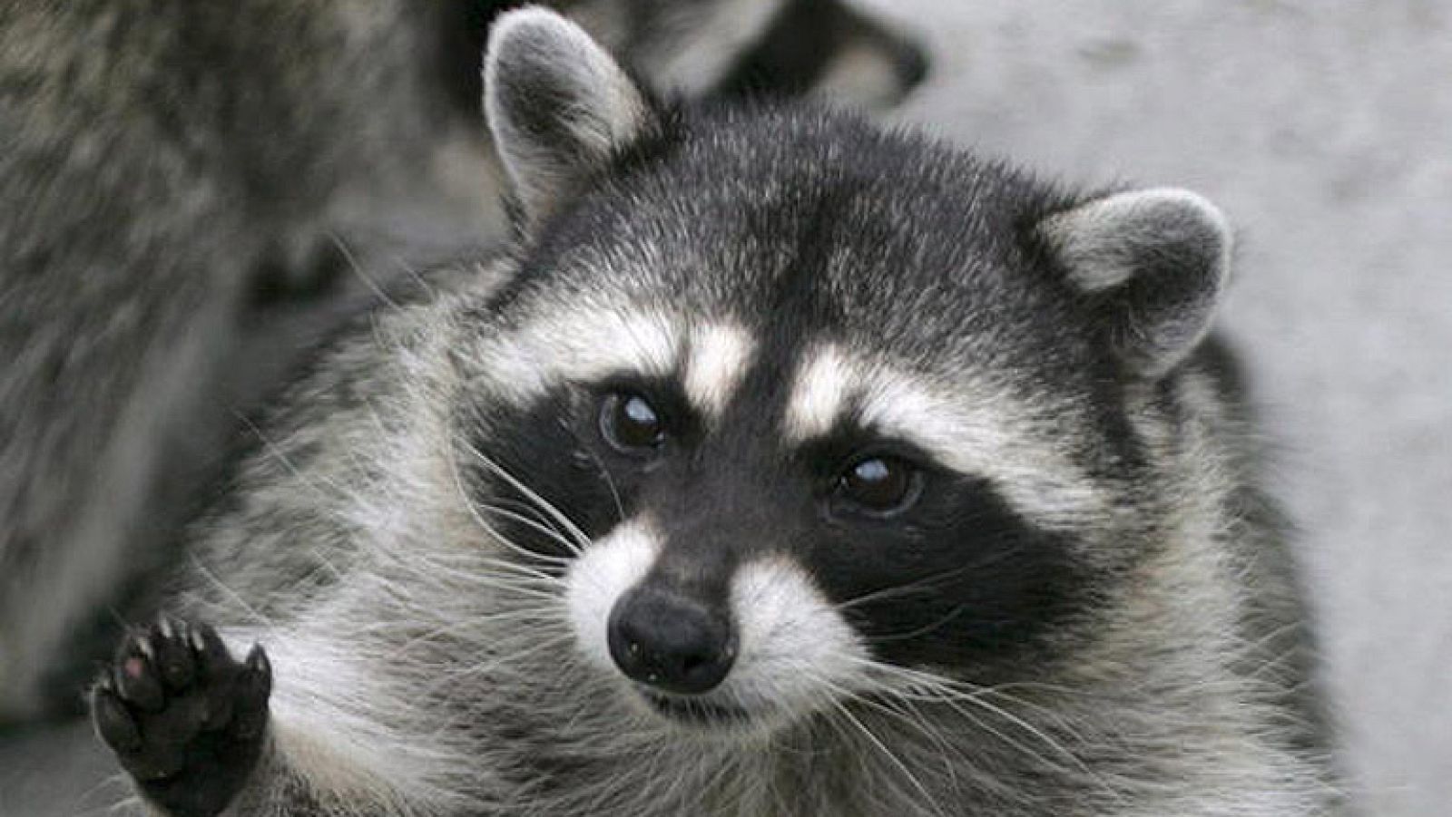 On off: Un salvaje en mi bañera - On Off | Ver