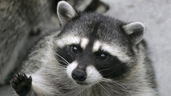 On Off - Un salvaje en mi bañera