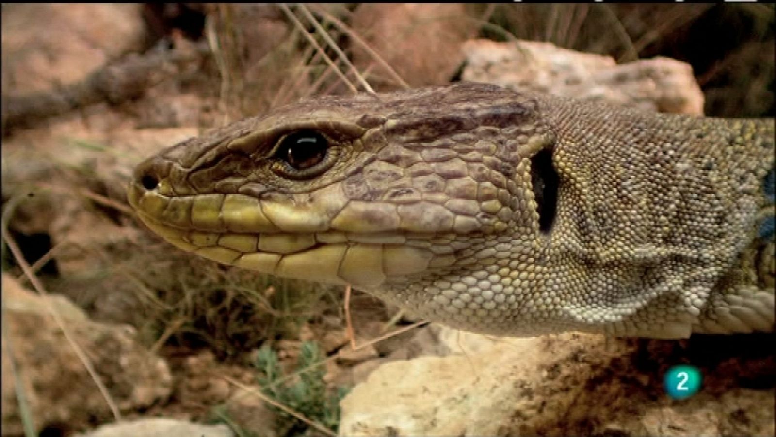 Biodiario - 13/12/11 - Ver ahora