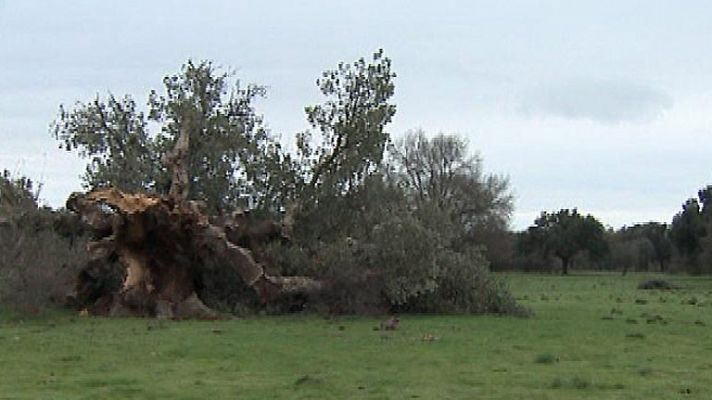 El campo extremeño pierde uno de sus árboles más emblemáticos, el 'Abuelo'