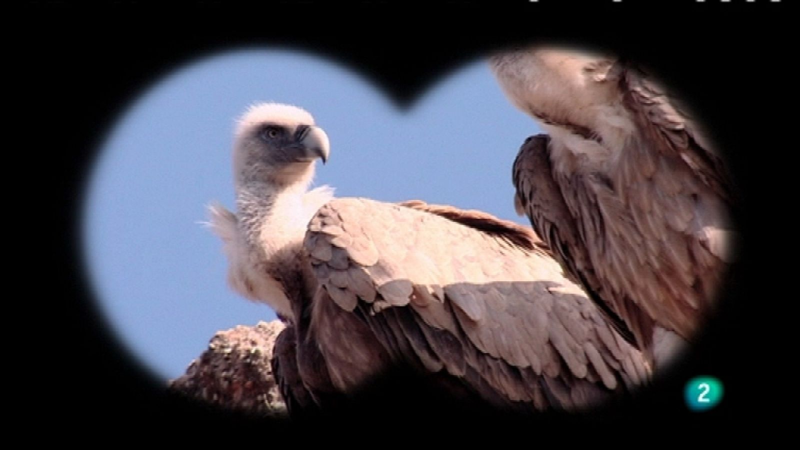 Biodiario - 14/12/11 - Ver ahora