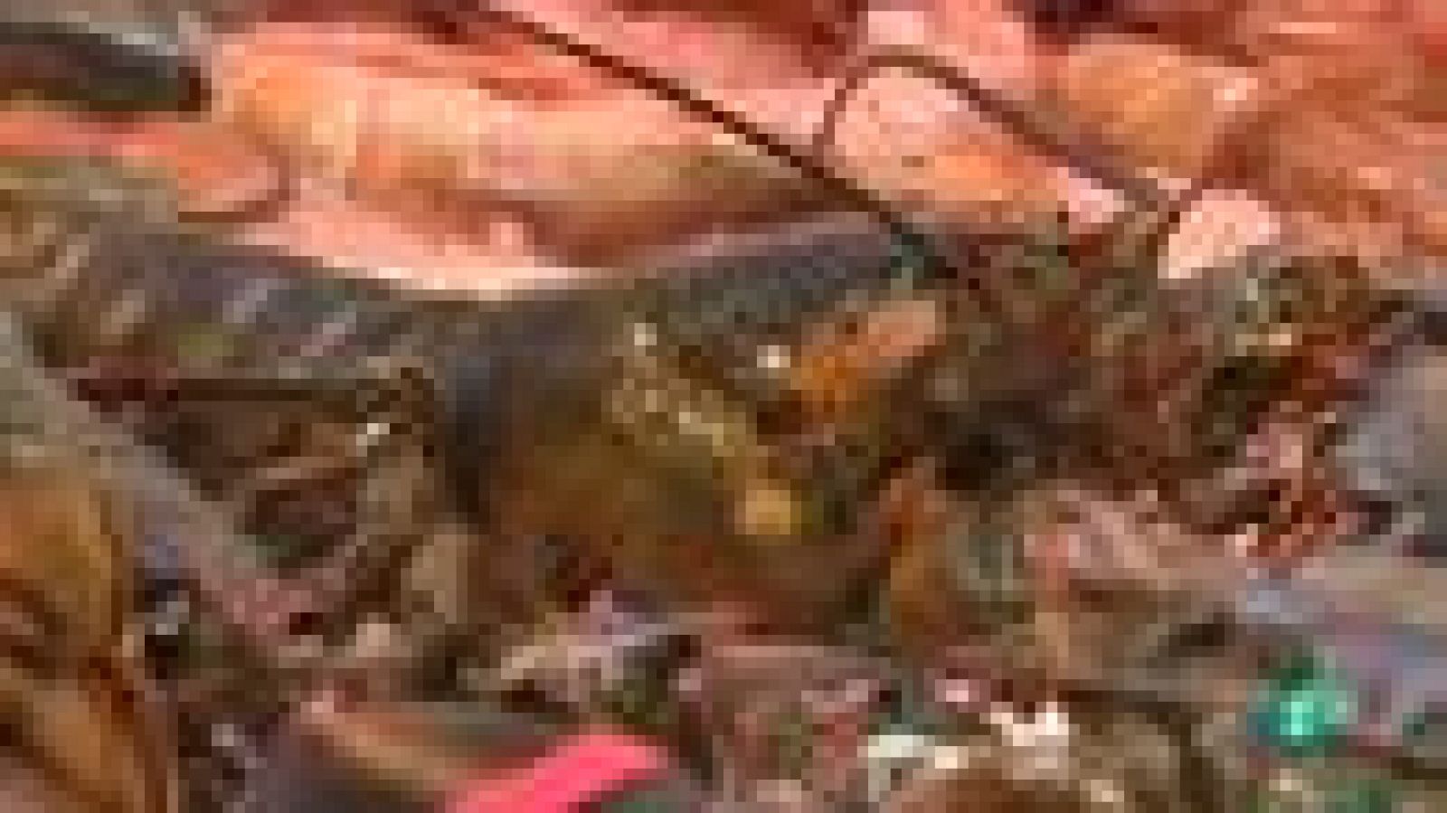 Para todos La 2 - Comidas navideñas