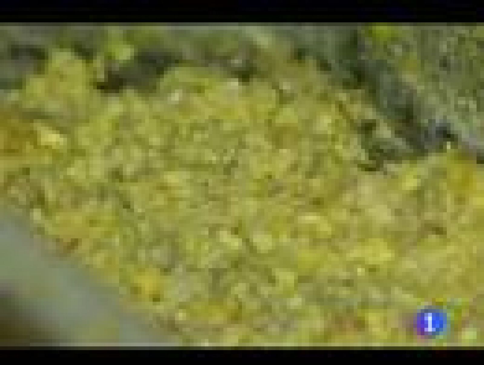 El capón es uno de los platos más elegidos para cenar en Nochebuena