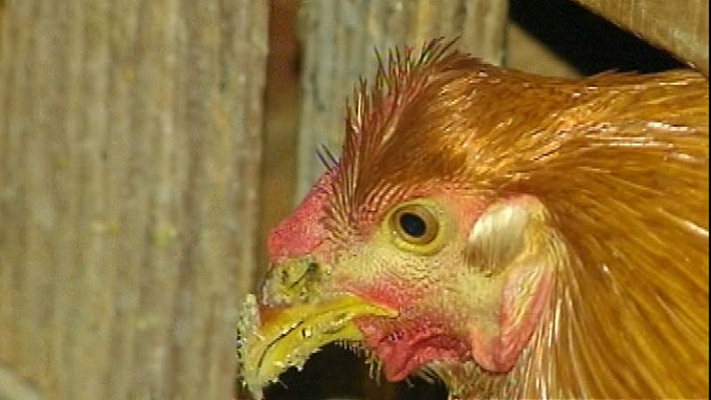 El capón es uno de los platos más elegidos para cenar en Nochebuena 