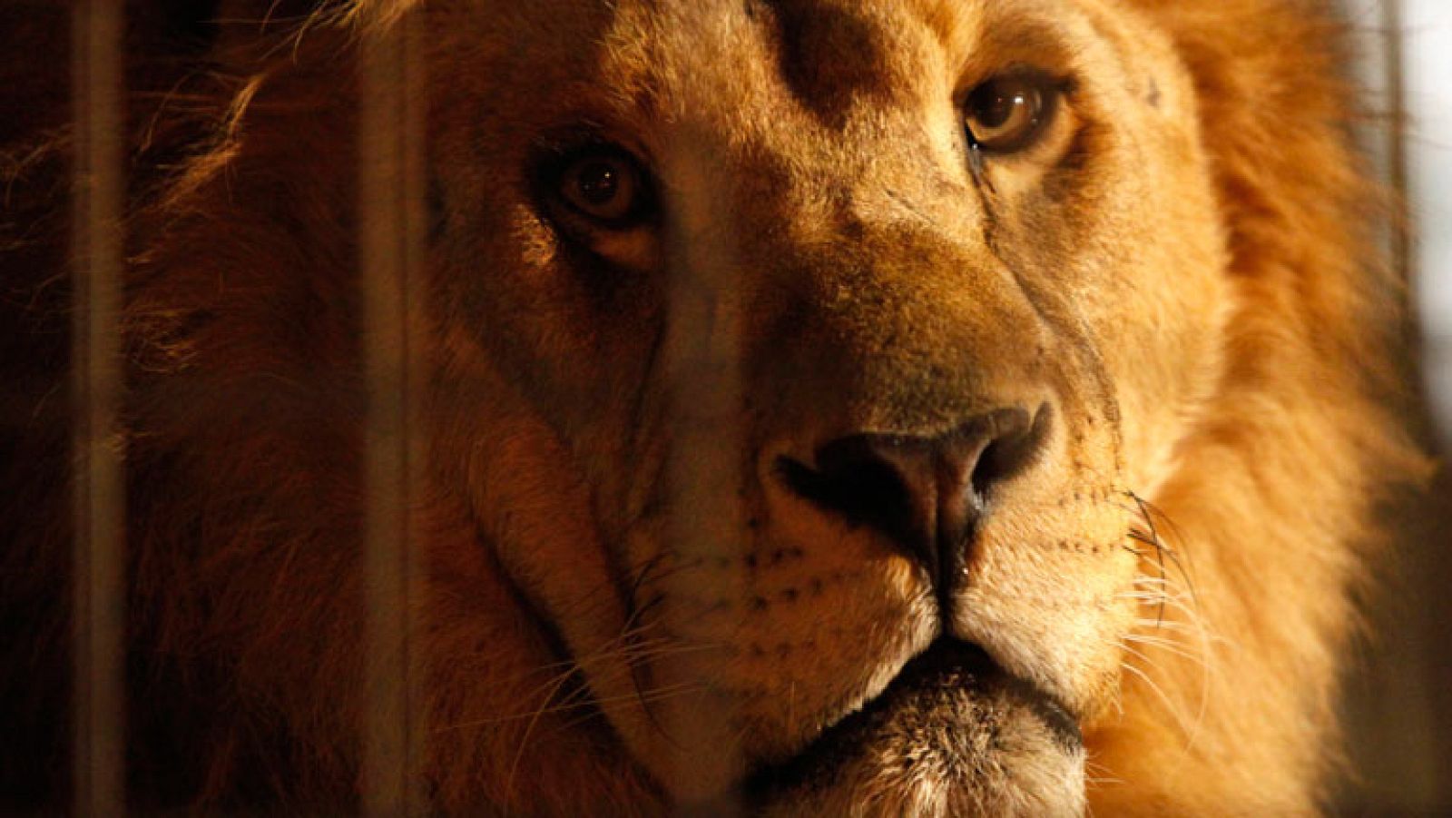 Las grandes escuelas del circo llegan al Circo Price de Madrid | Ver