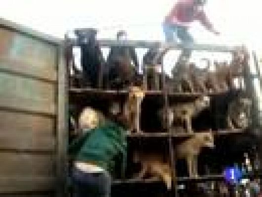 Telediario 1 - Carne de perro en China