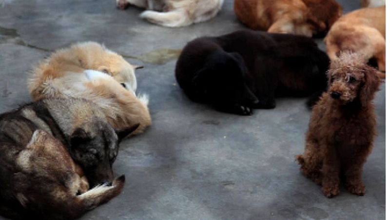 En China, comer carne de perro va teniendo cada vez más detractores 