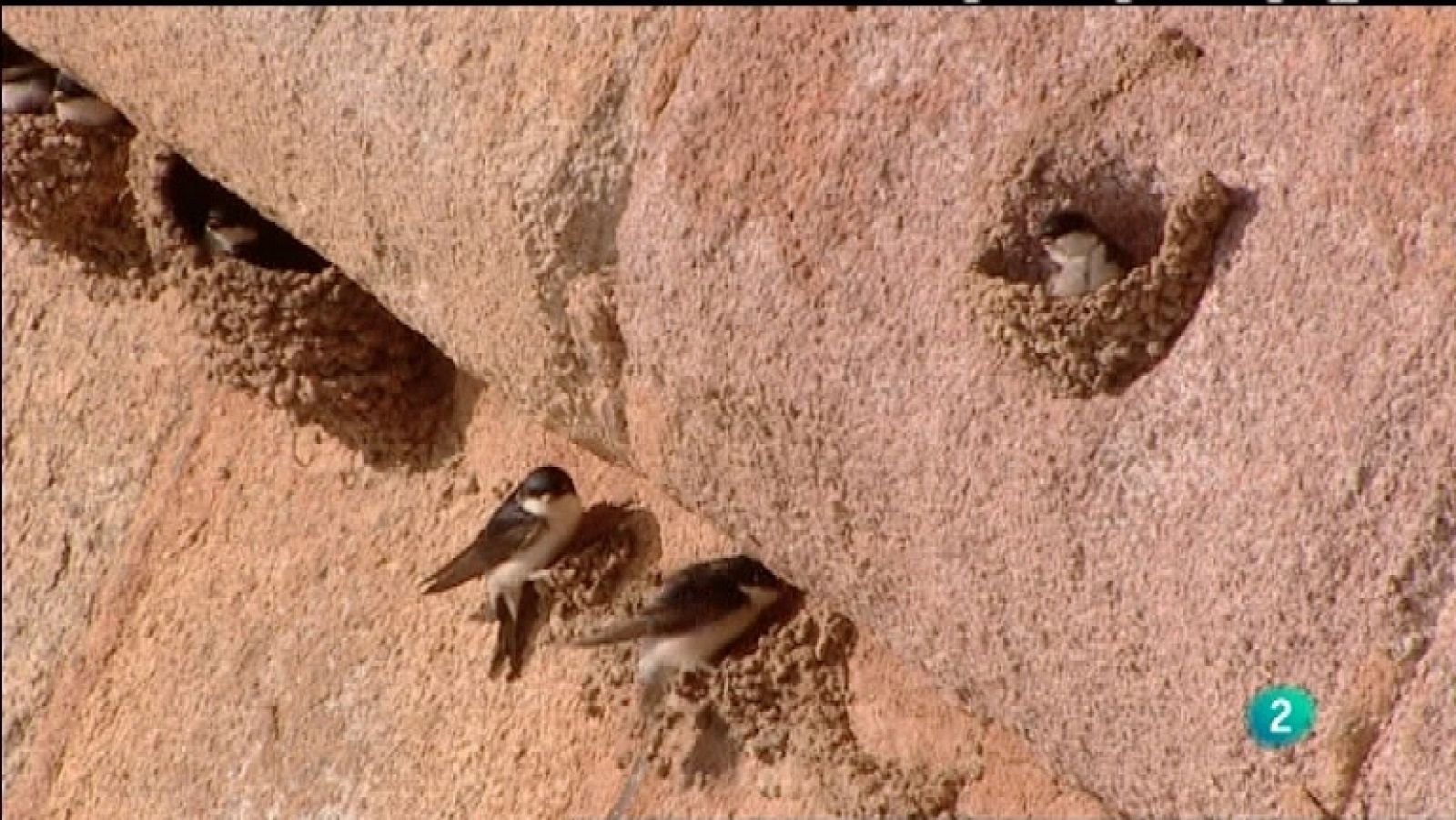 Biodiario - 20/12/11 - Ver ahora