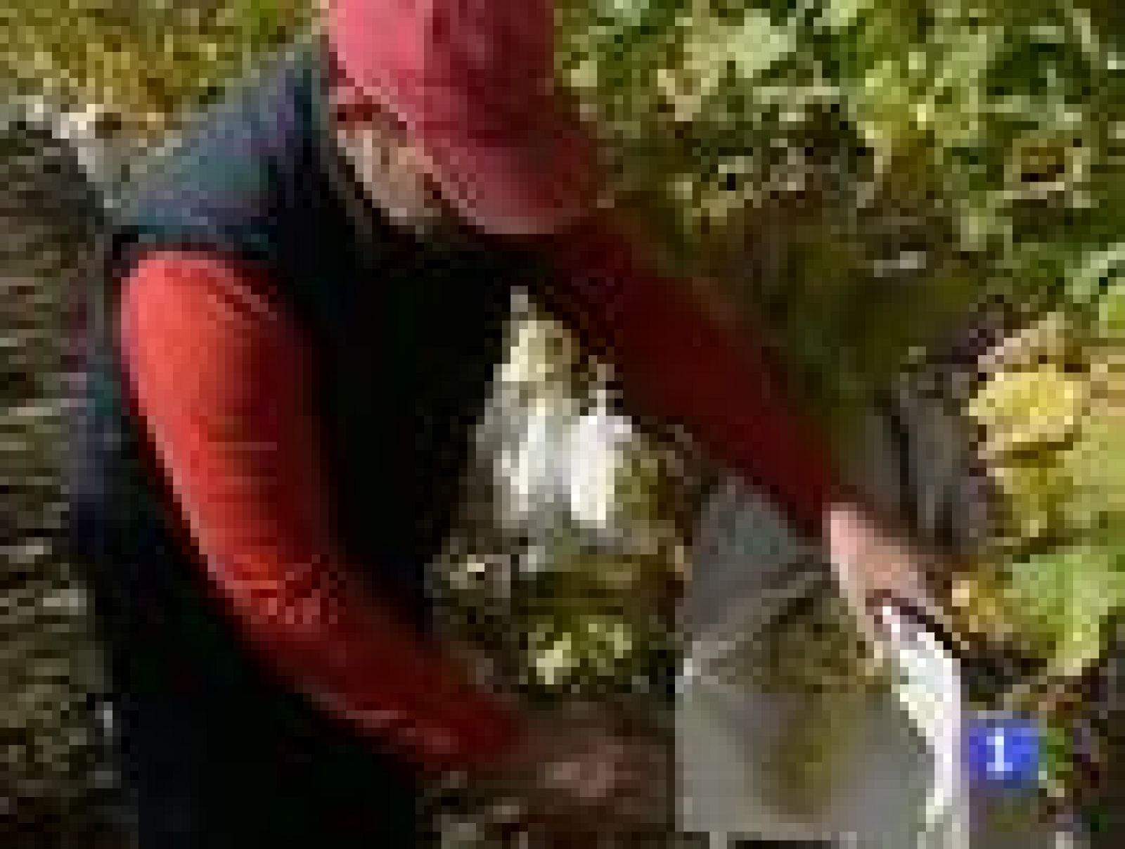 El 80 % de las uvas que nos comemos provienen del valle del Vinalopó en Alicante