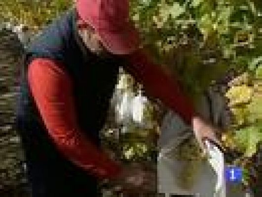 Telediario 1 - Las uvas de Alicante