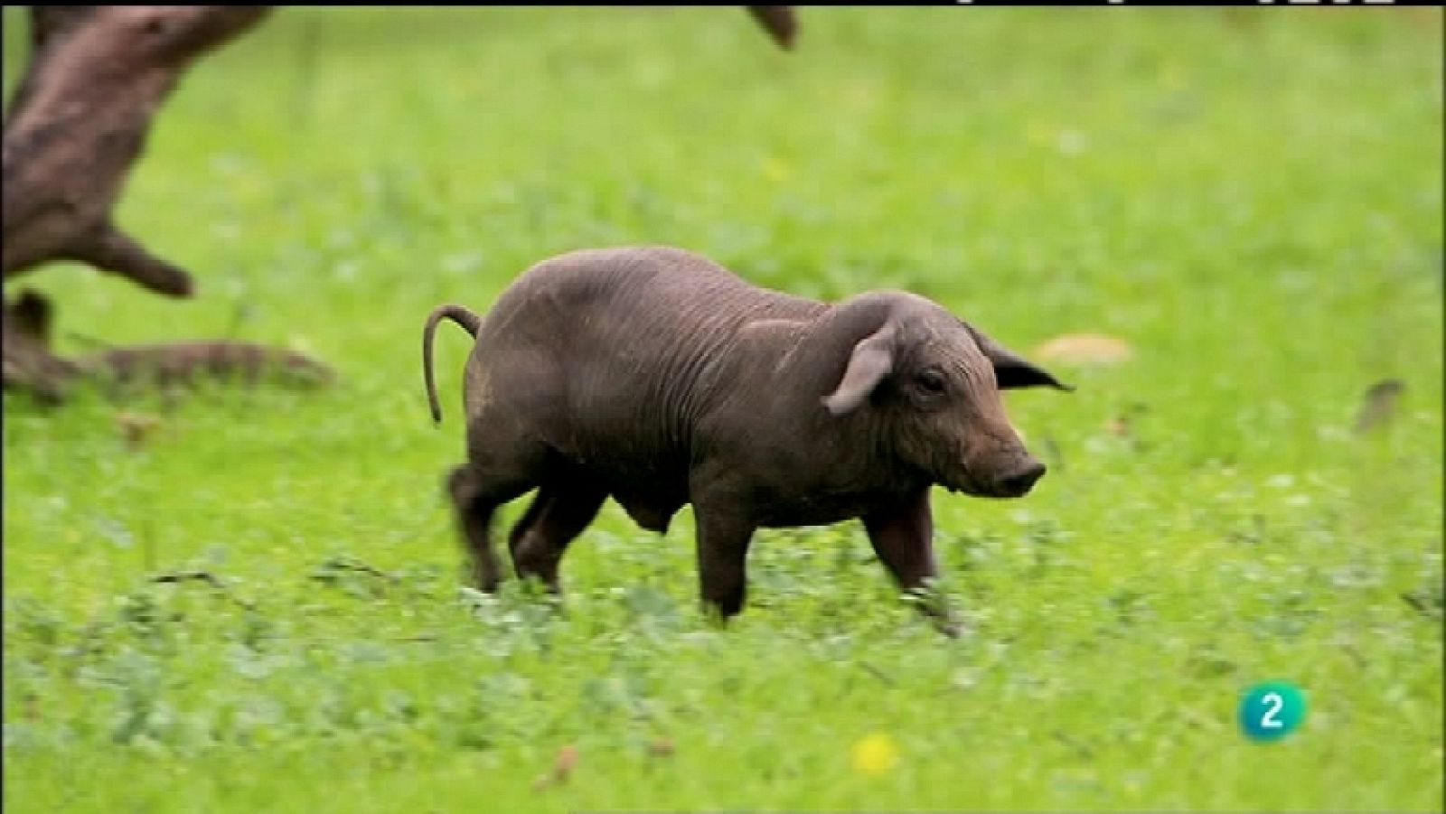 Biodiario - 21/12/11 - Ver ahora