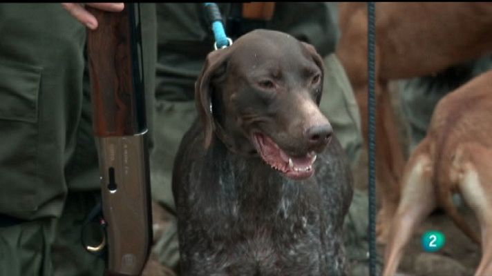 Jara y sedal - Camp. España, Caza Menor con perro