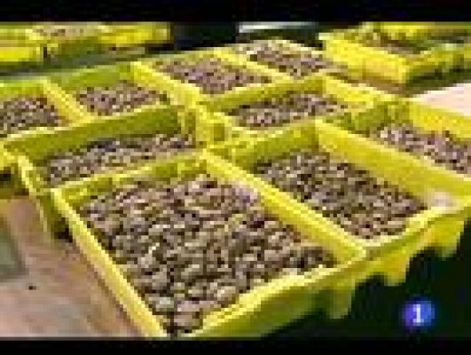 Telediario 1 - No se podrán vender vieiras gallega