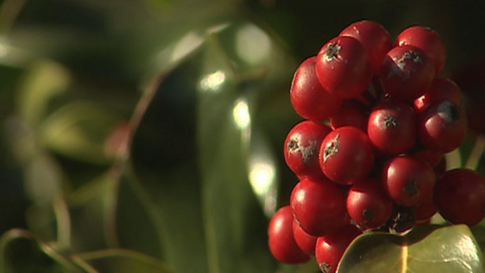 El Acebo, un árbol protegido con tintes de leyenda