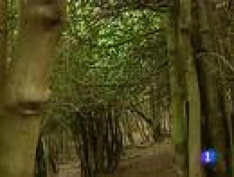 El Acebo, un árbol protegido con tintes de leyenda
