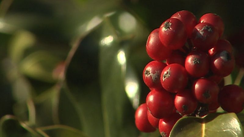 El Acebo, un árbol protegido con tintes de leyenda
