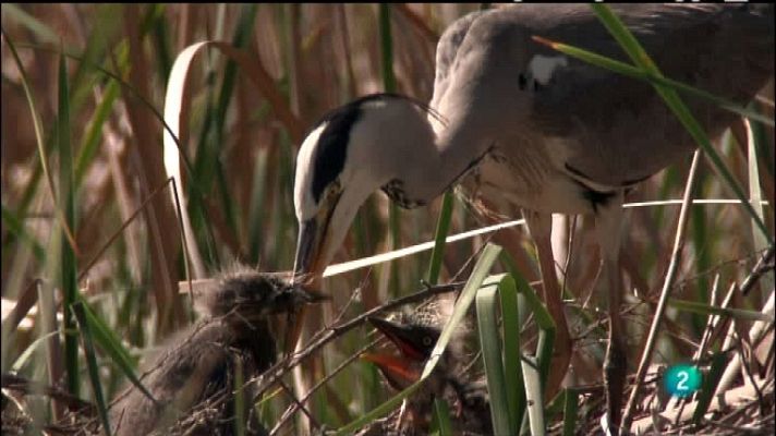Biodiario - Biodiario - 25/12/11