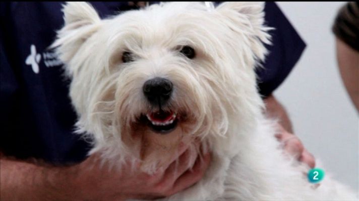 Más que perros y gatos - Capítulo 13