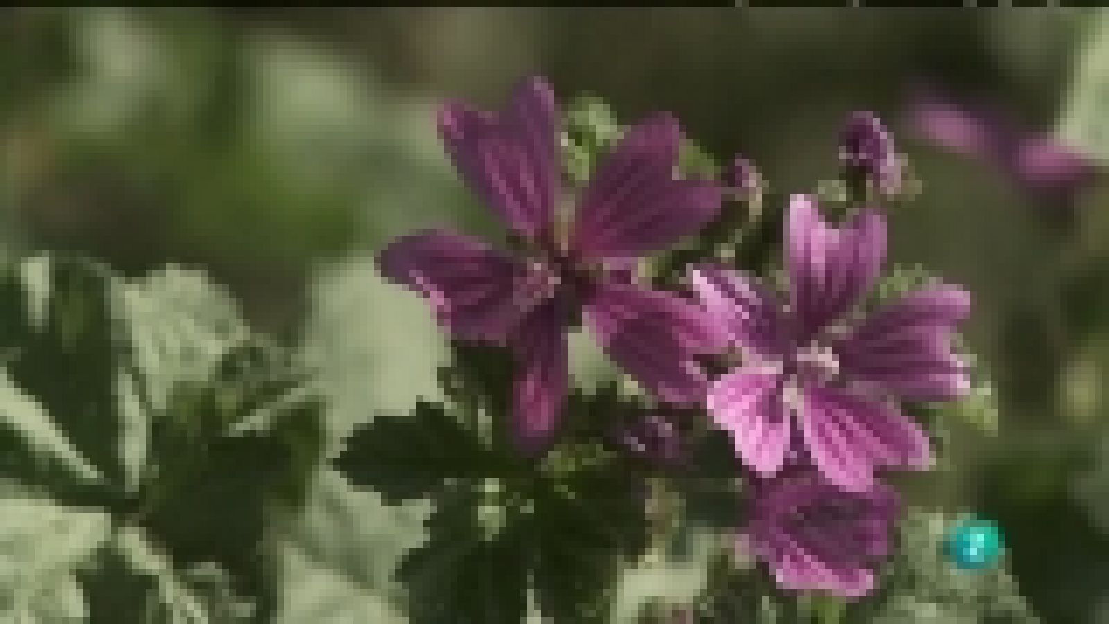 Biodiario - 26/12/11 - Ver ahora