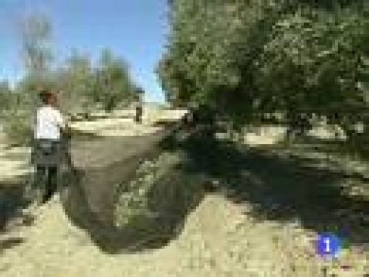 Telediario 1 - Campaña de la aceituna